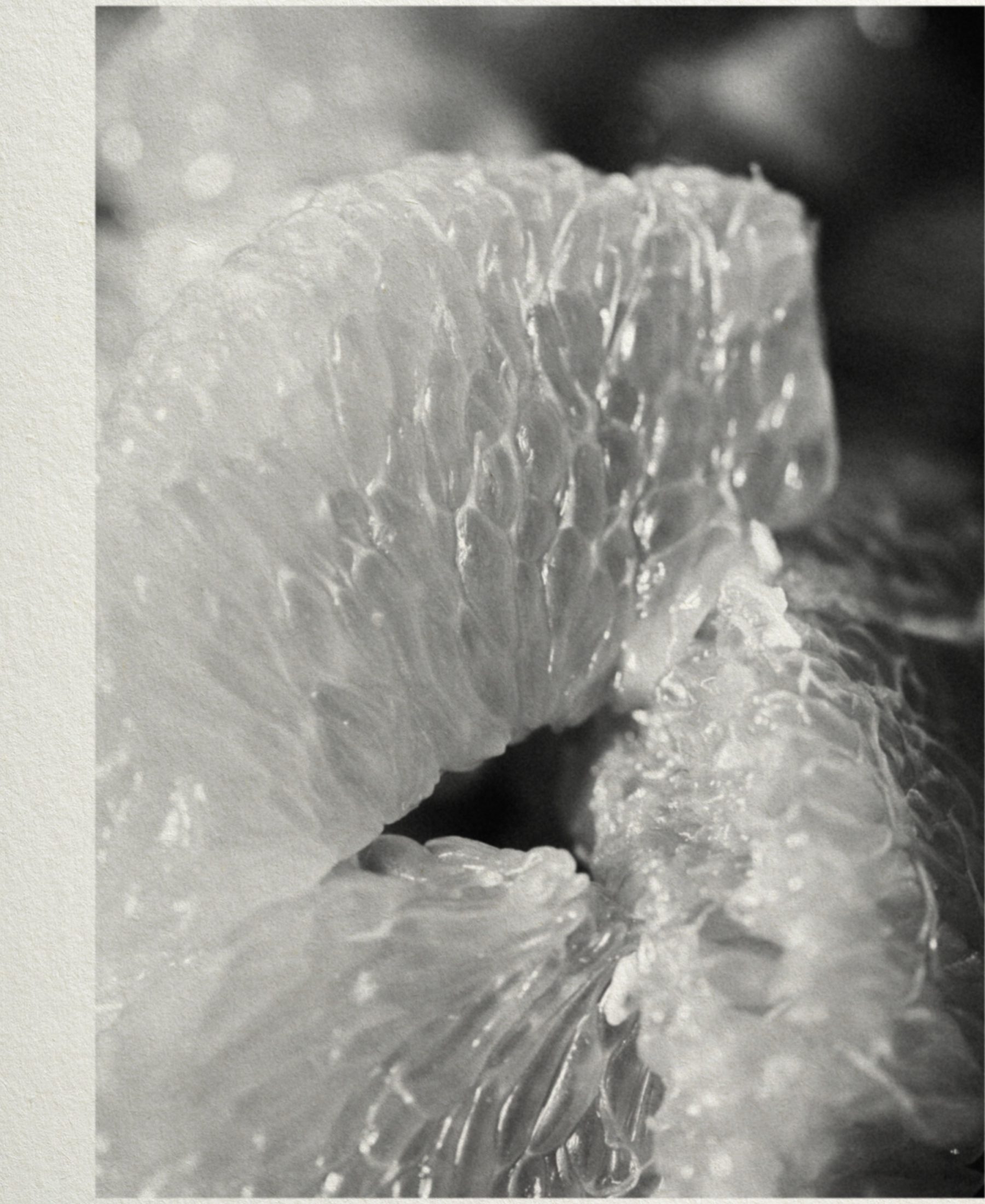 Anfas Collection image 05
