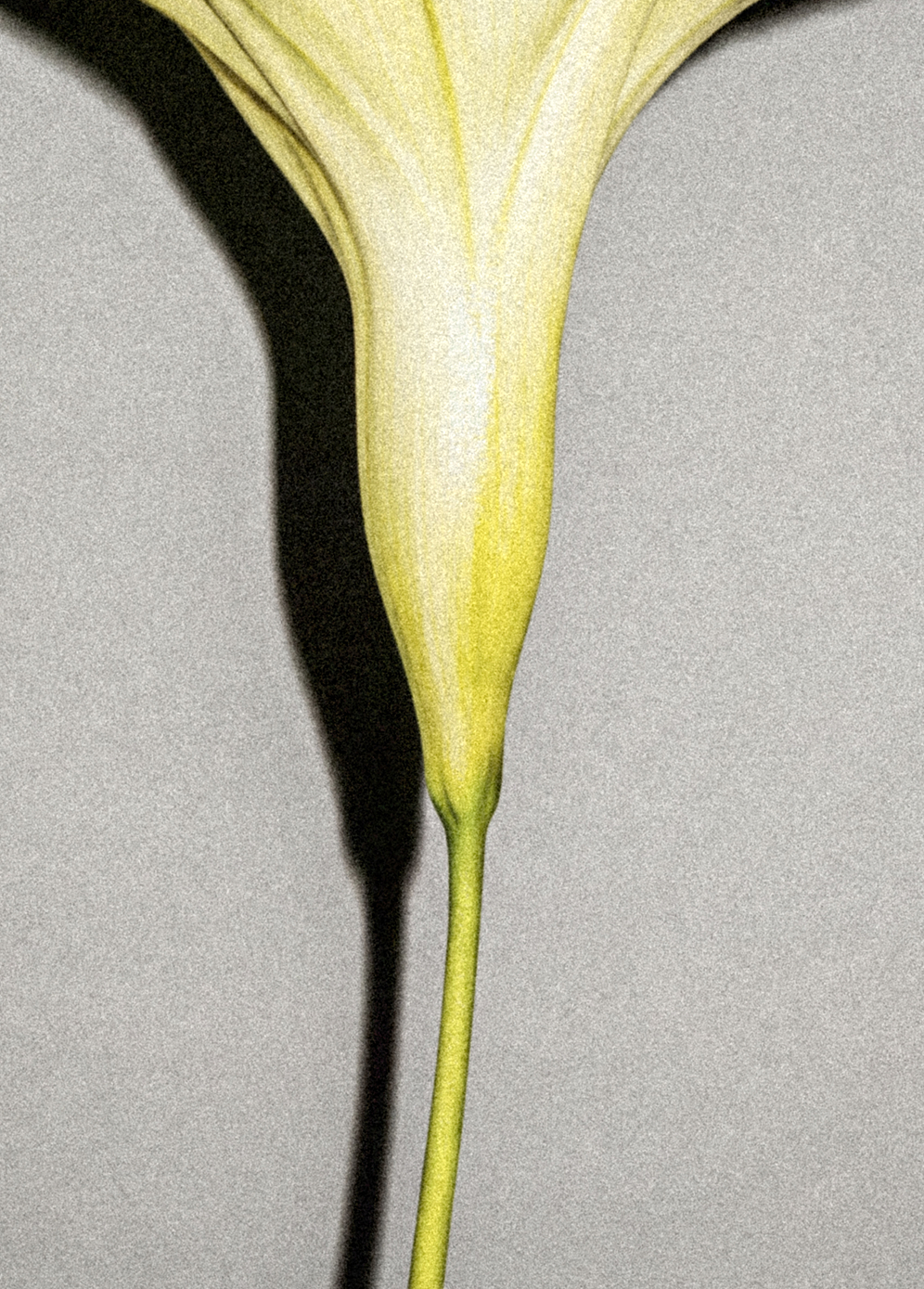Extract de Niche image 02