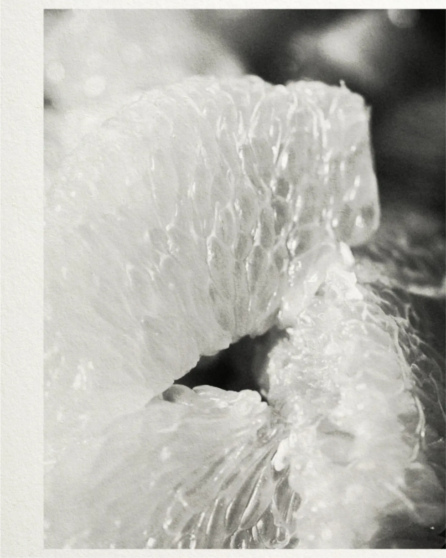 Anfas Collection image 06