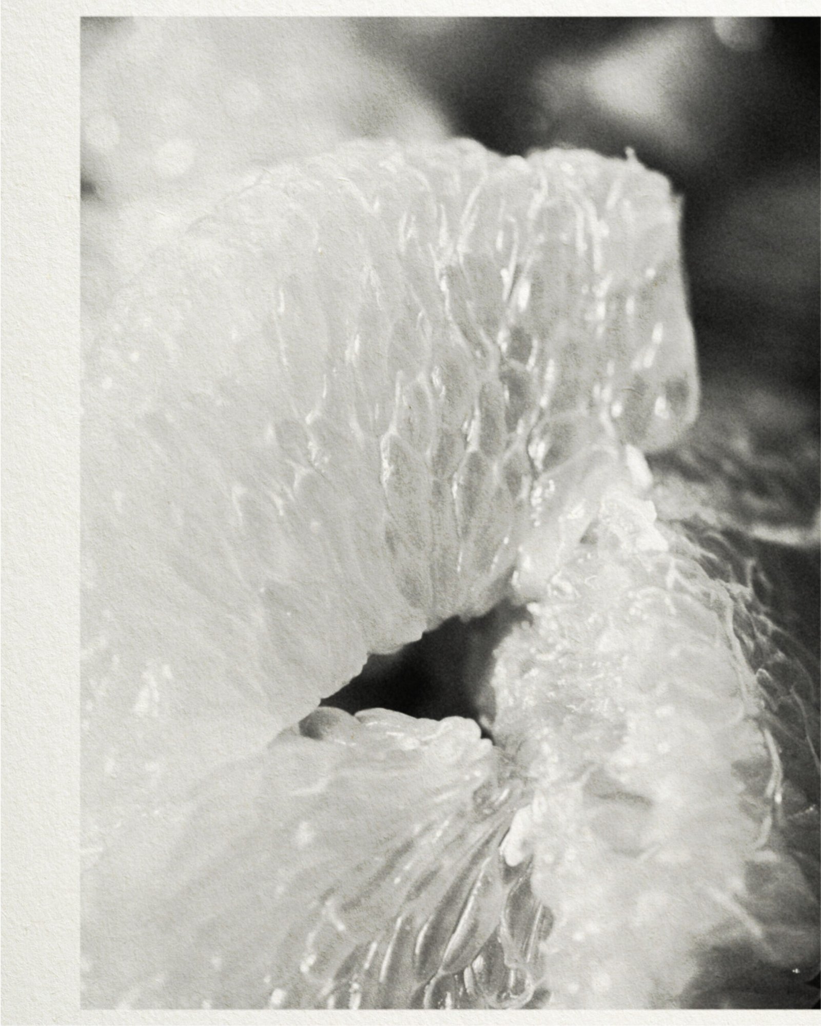 Anfas Collection image 06